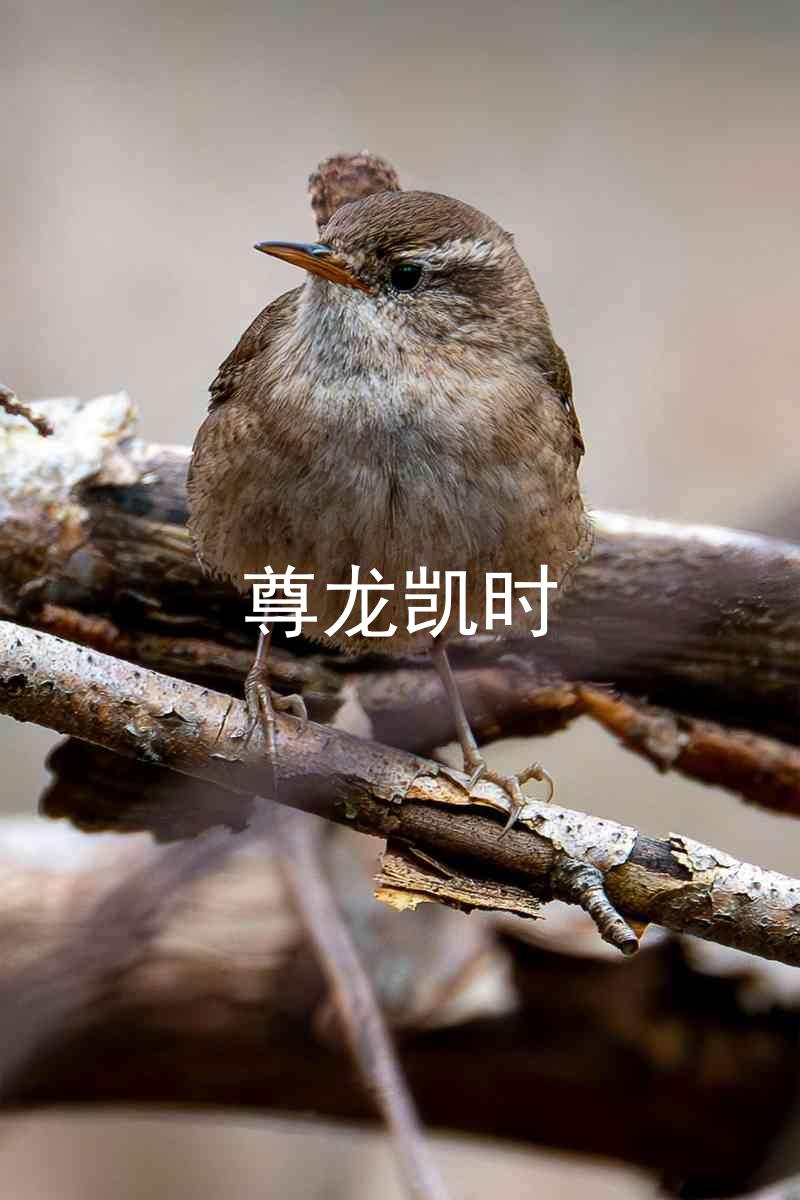 尊龙凯时